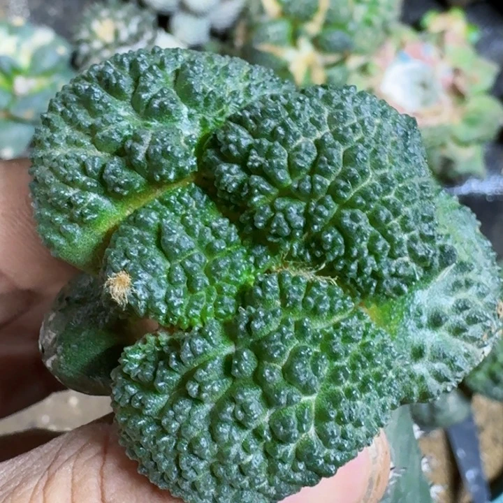 福利苗接大尤哥斯拉138