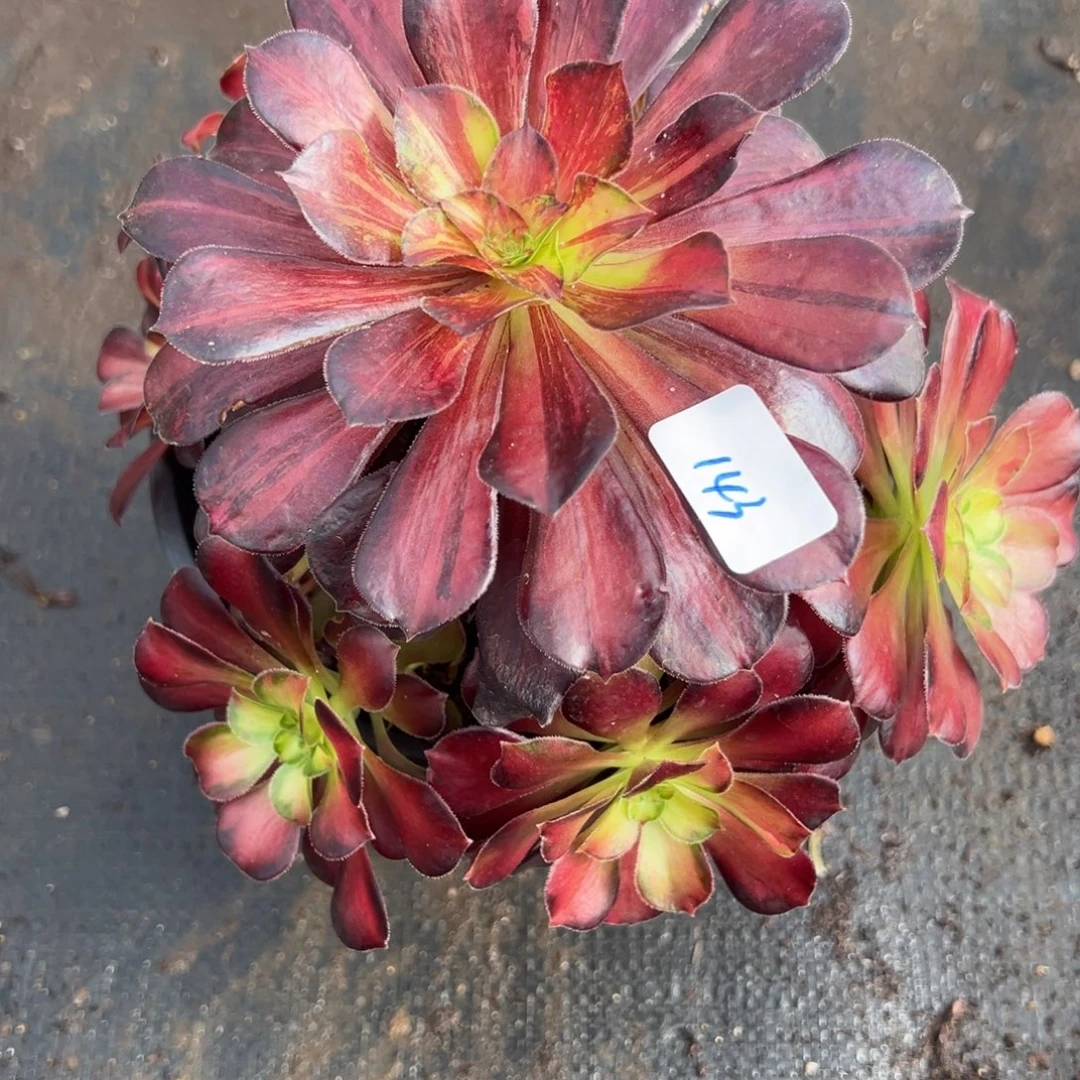 143满江红多肉多肉多肉多肉