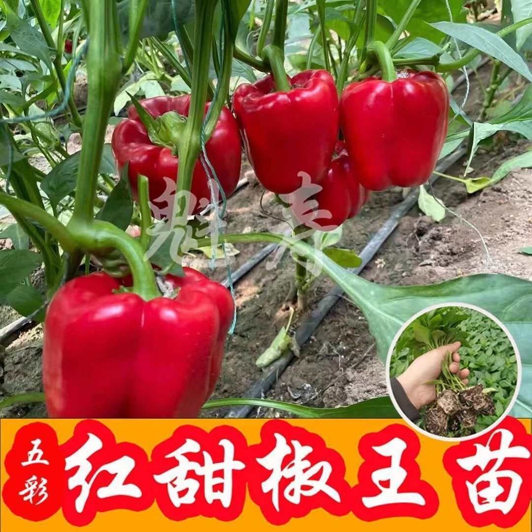 进口甜椒太空方青椒苗秧种子蔬菜彩椒红黄绿灯笼辣椒圆椒盆栽高产