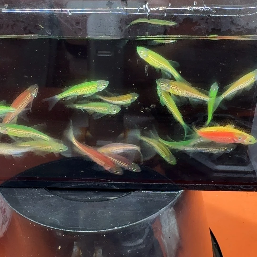 斑马鱼2组包邮1.5-2cm豹纹蝶翼斑马苗子10条