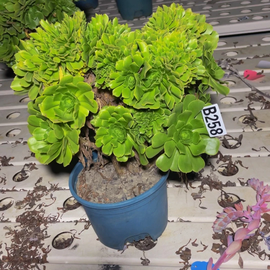 绿杨蓉7////——-29包邮