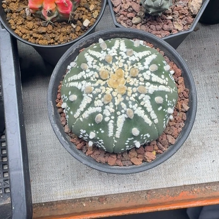 ****。花友拍美文兜11111