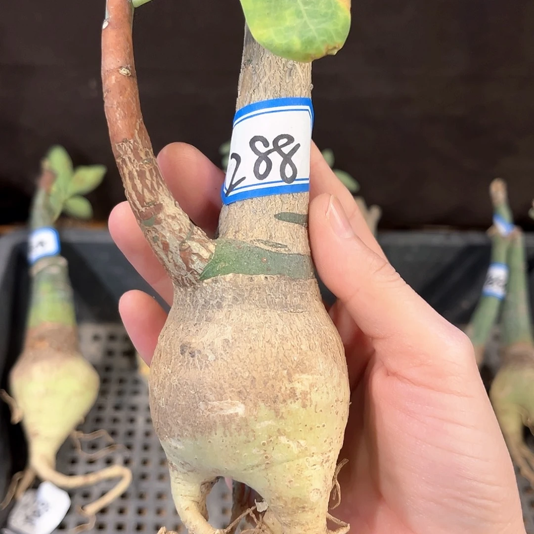潮流植物幻蝶蔓，2号，5.1公分