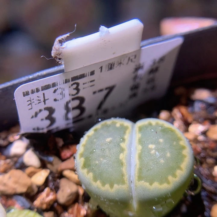 精品生石花33.387