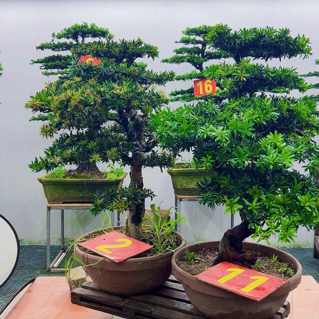 不开花植物罗汉松