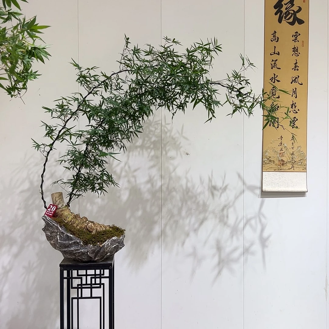 小***彭无花朵胖子桩双飘