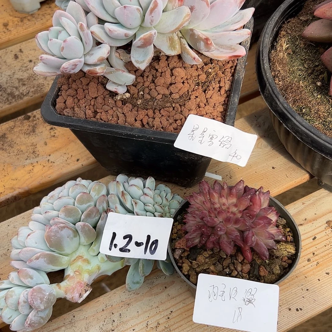 糖***子1.2-10多肉组合3颗