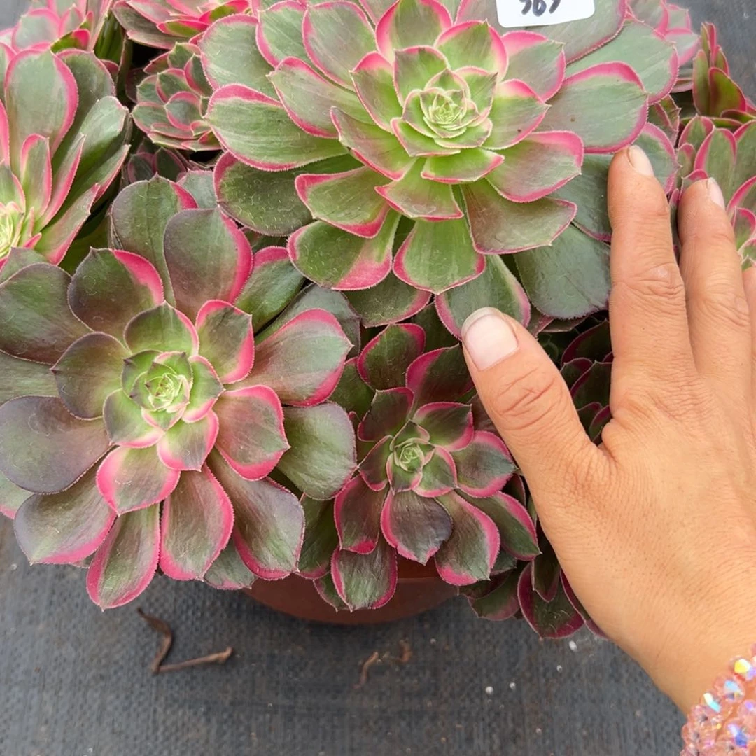 363孔雀翎多肉多肉多肉