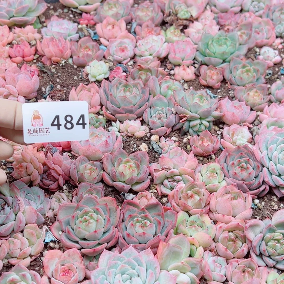 蜜***兔多肉植物多肉植物