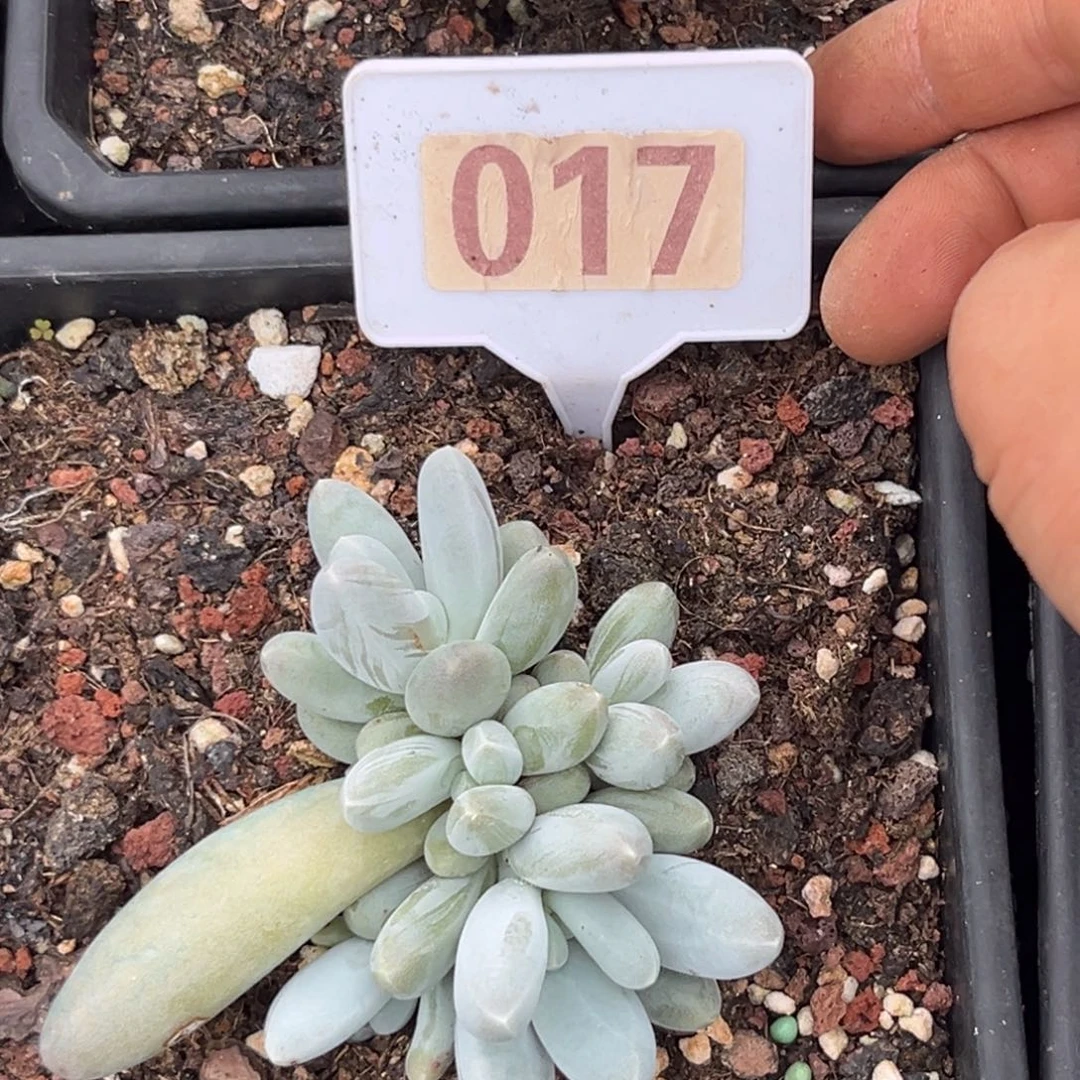 多肉植物乌拉奶017