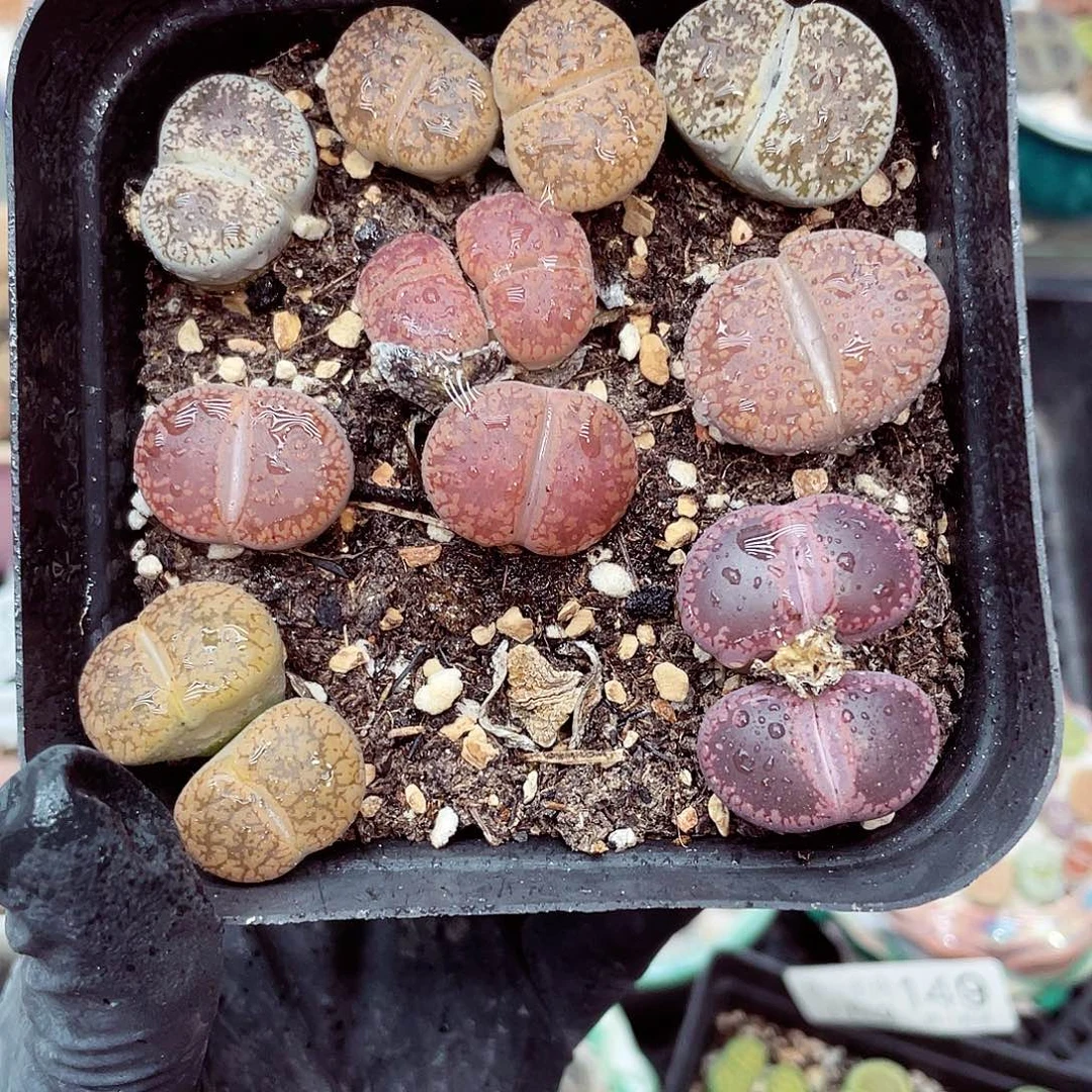 生石花满18包邮1112-189