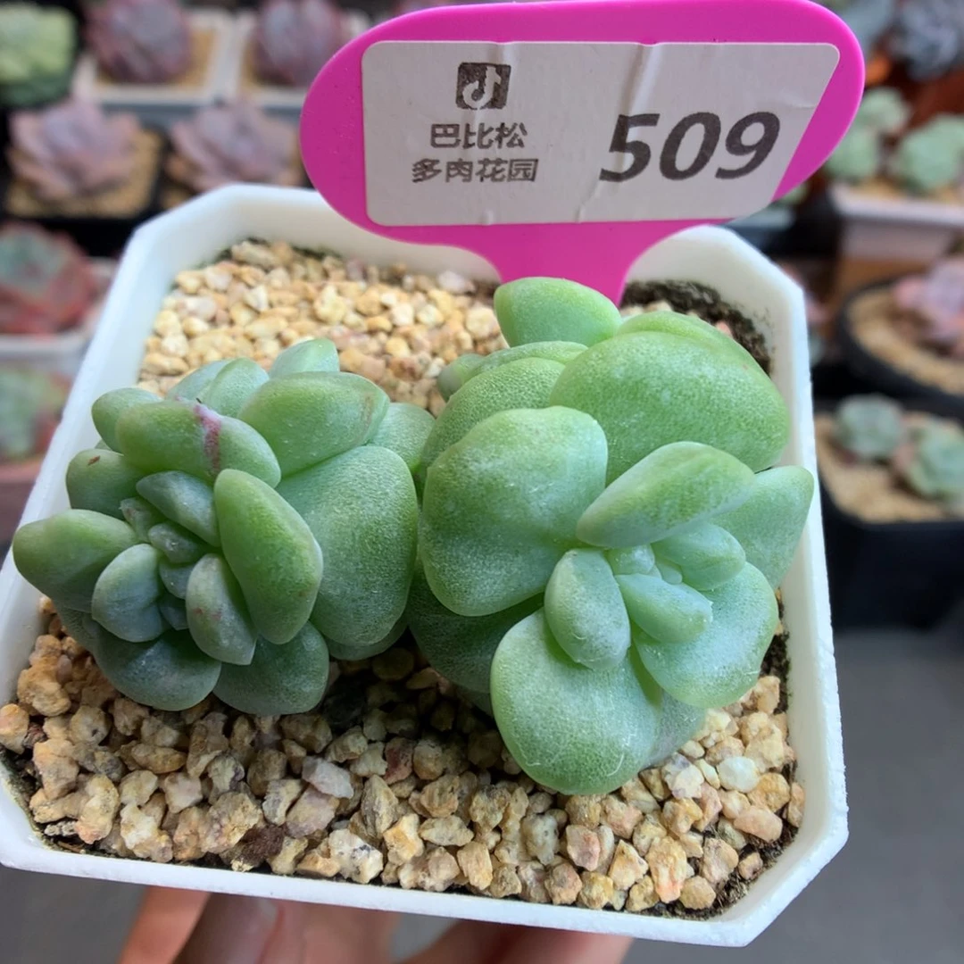 509四头冰玉石化多肉植物