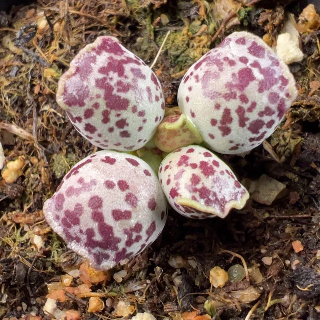 达摩单头小桩多肉植物