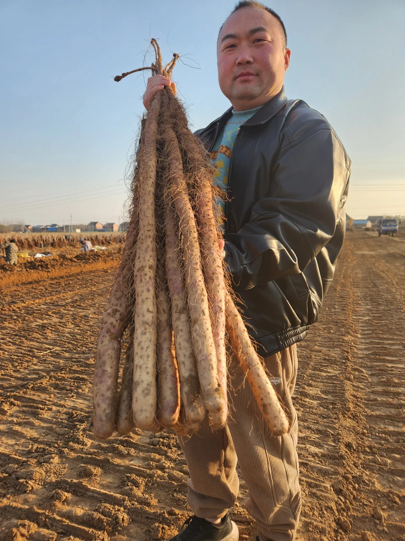 焦作温县垆土铁棍山药【顺丰包邮】