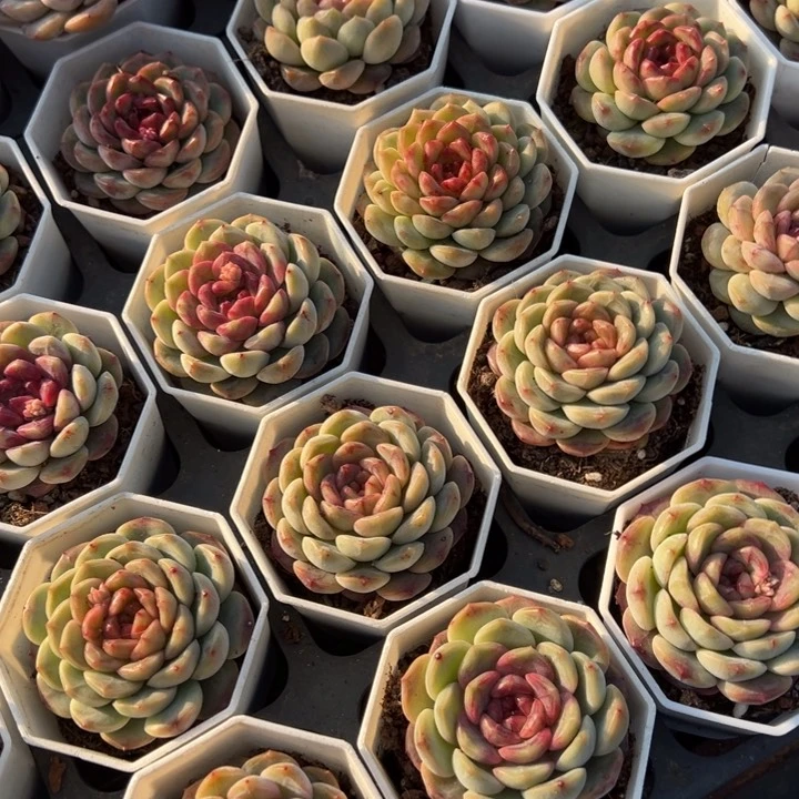 葡萄珍妮一颗量拍多肉满20包邮