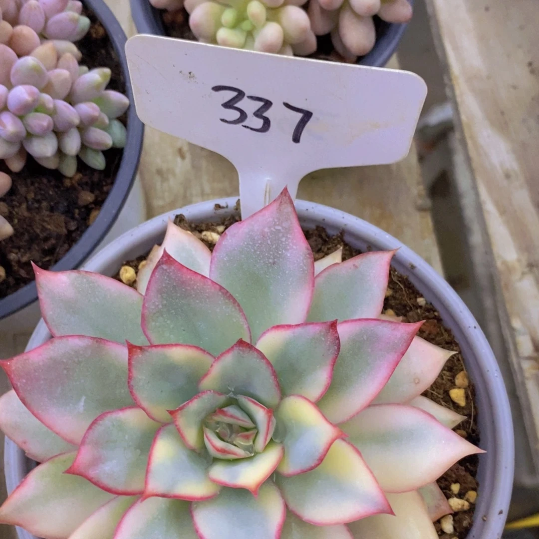 开心多肉，价格不对比，专场