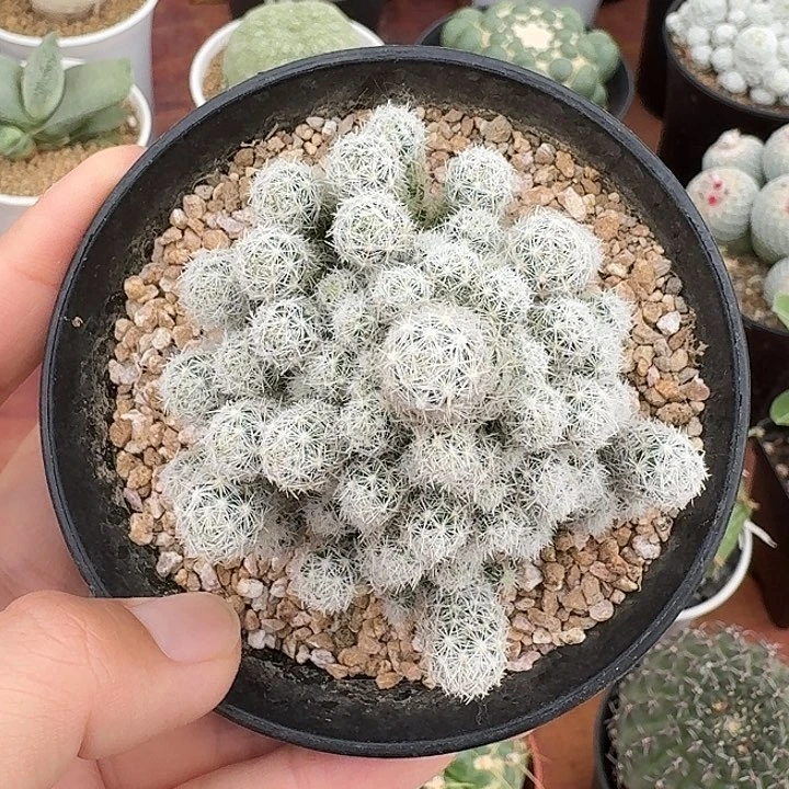 实生孤雁丸仙人球12