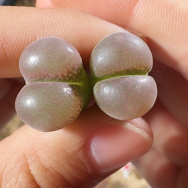 无花朵?*棠多肉植物322