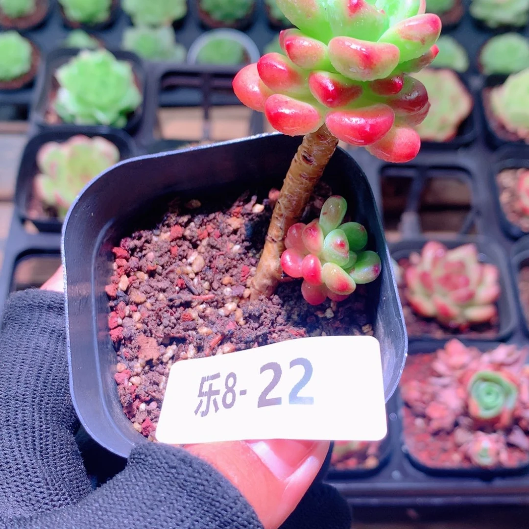 乐然8-22 香格里拉