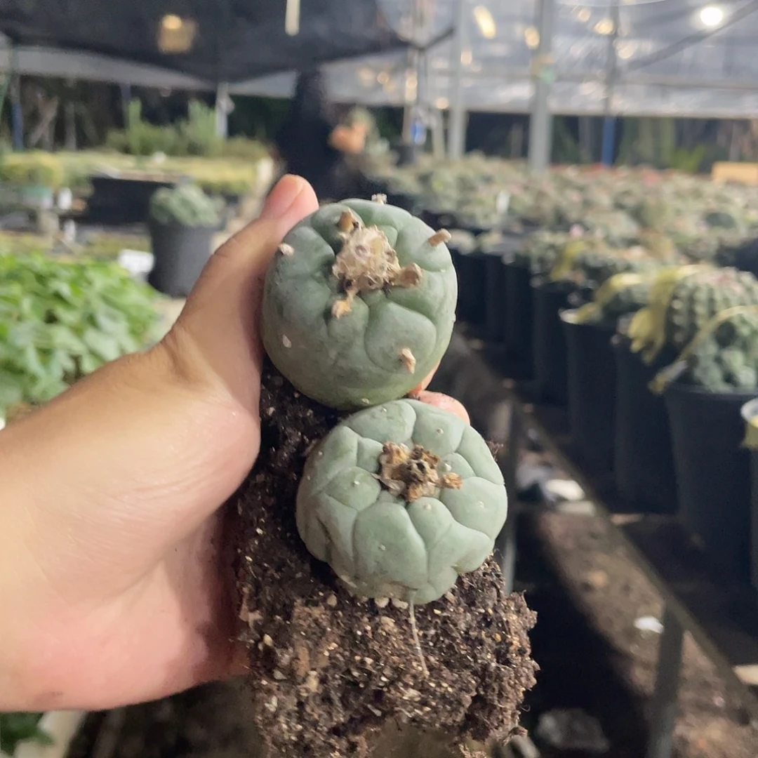 两颗发货4-6公分草球量拍