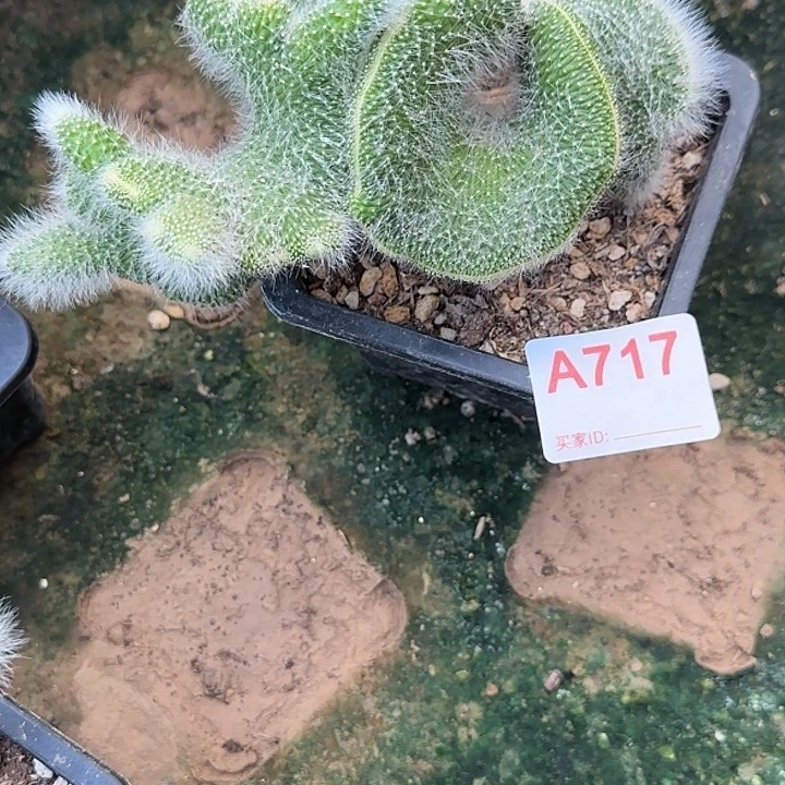 肆****无花朵落地九尾狐缀717