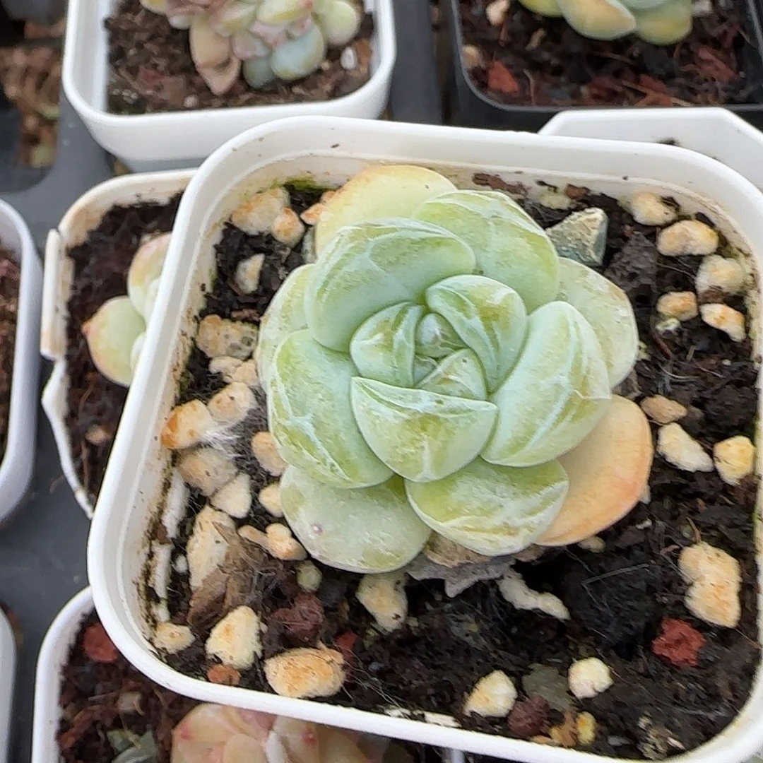 小卡拉米糖心一物一拍10-145