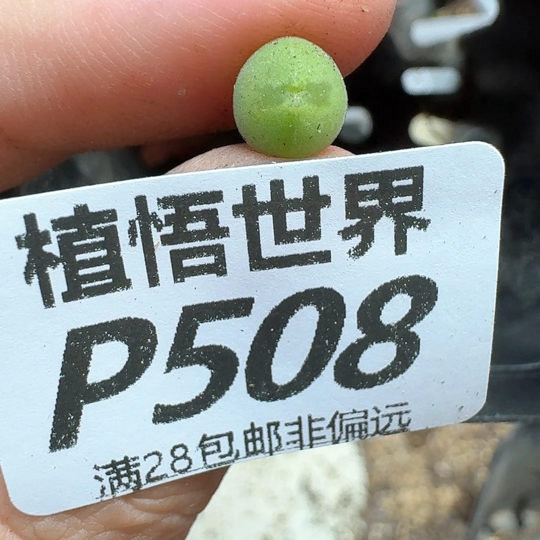 多肉植物的润泽的多