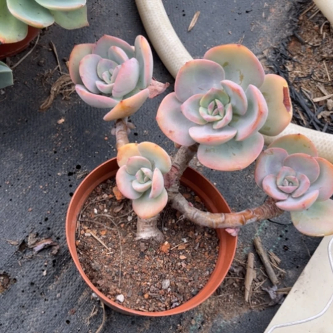 【闪购商品】萍白凤