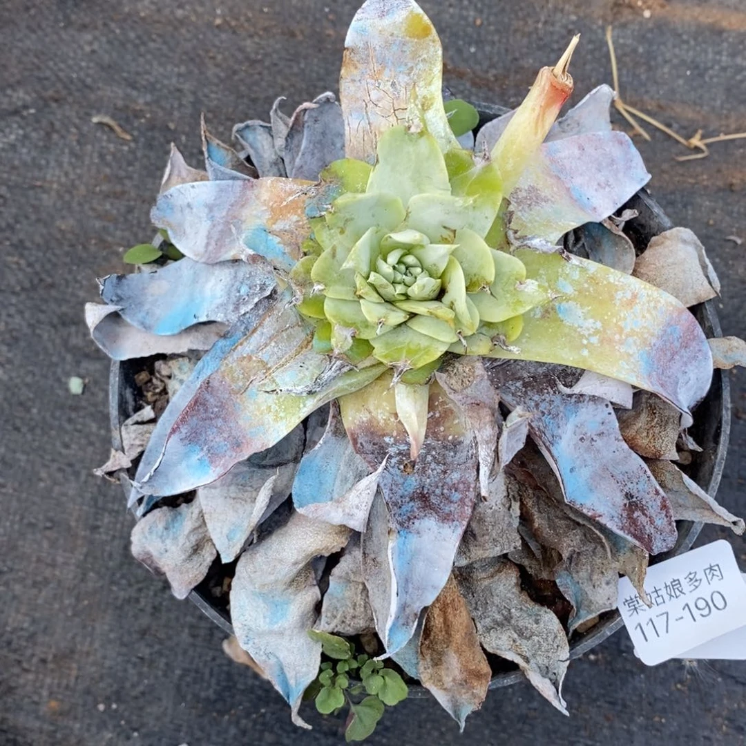 190号普西小可爱呀