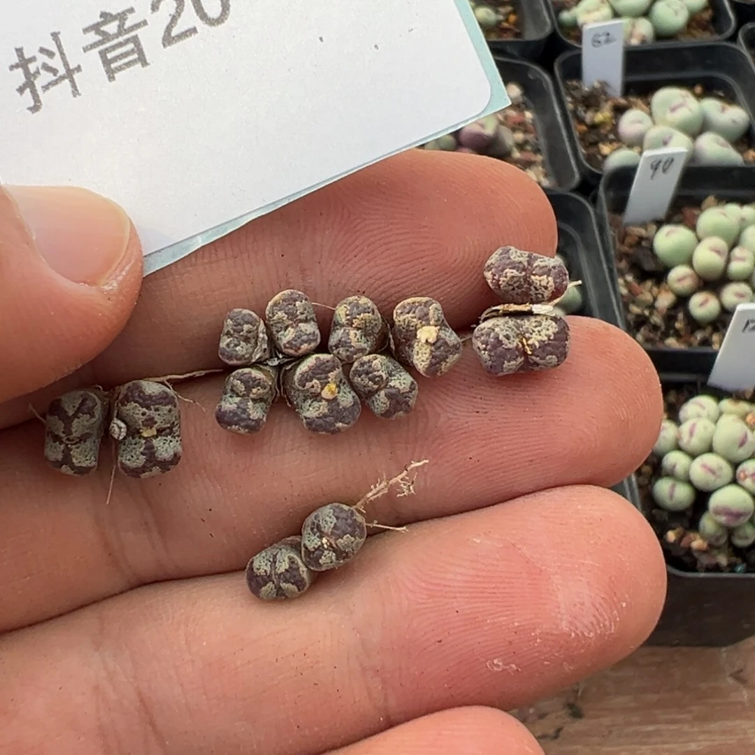 20-39肉锥多肉植物