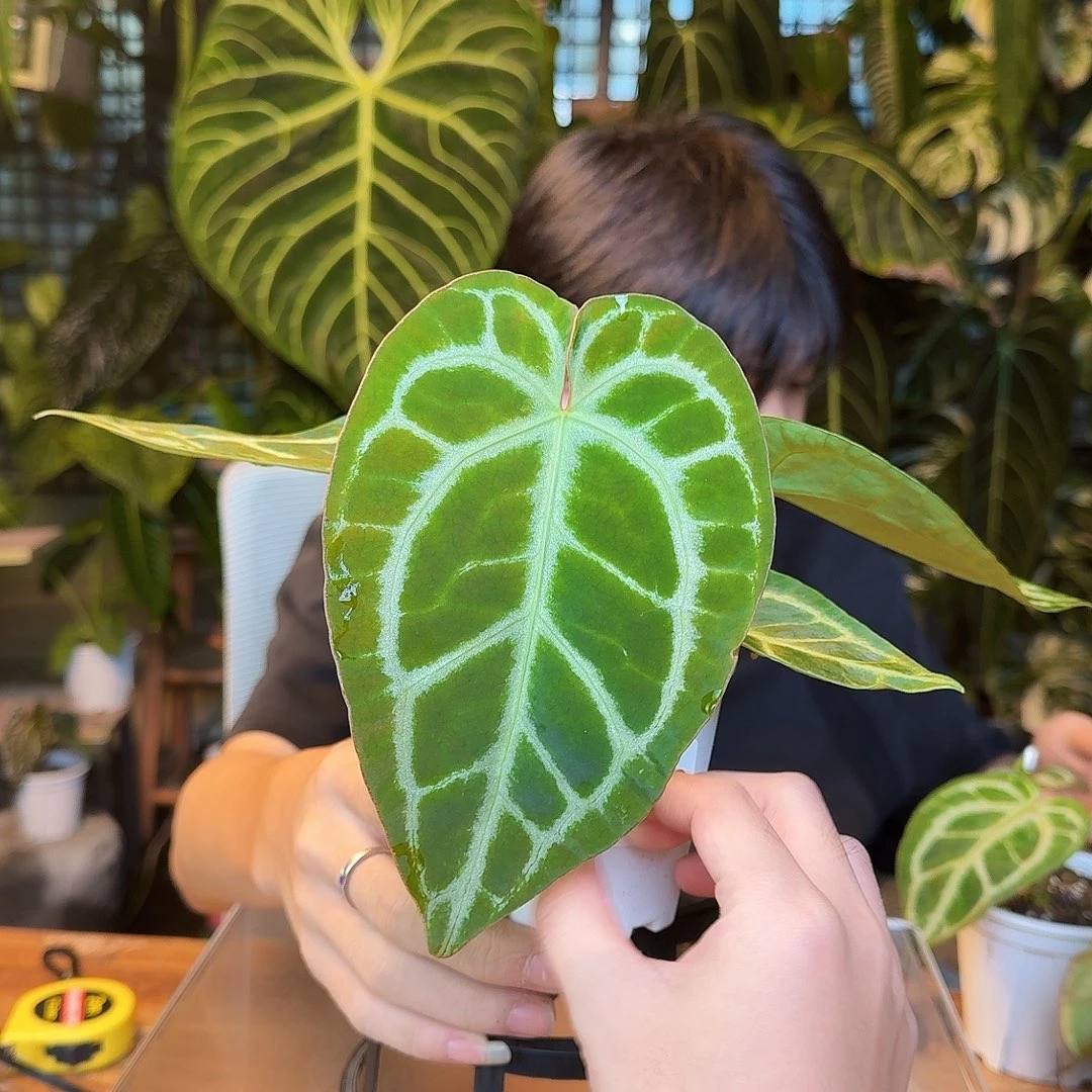 完全开放Z170小钻石杂银色闪光