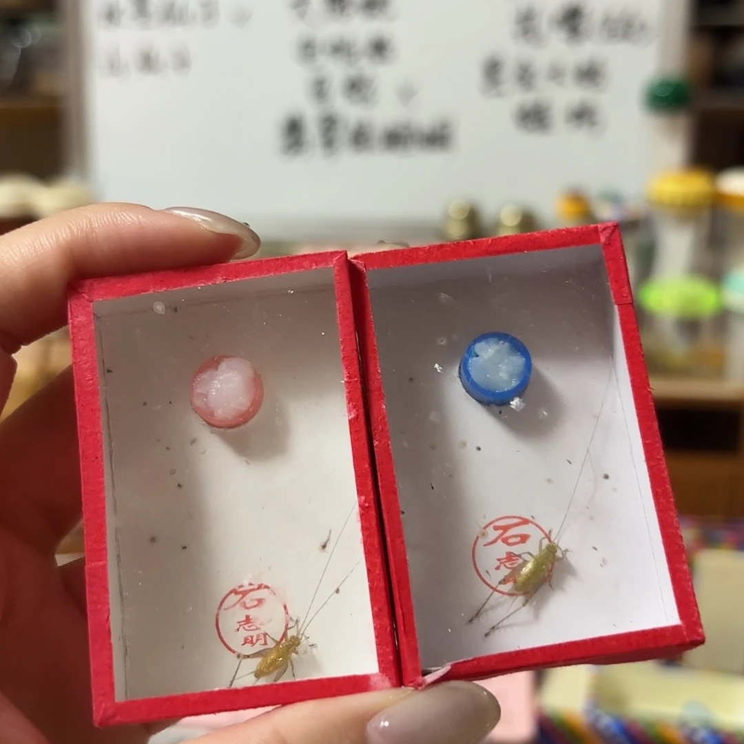 两条通货断须石大黄