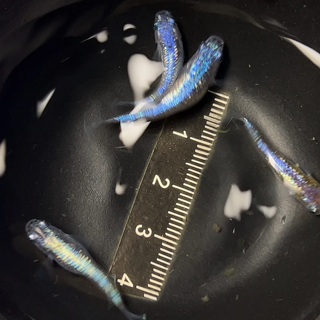 海水观背青鱂海王星一组05