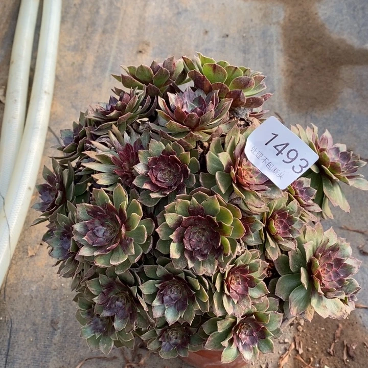 红丝绒多肉断头不包1493