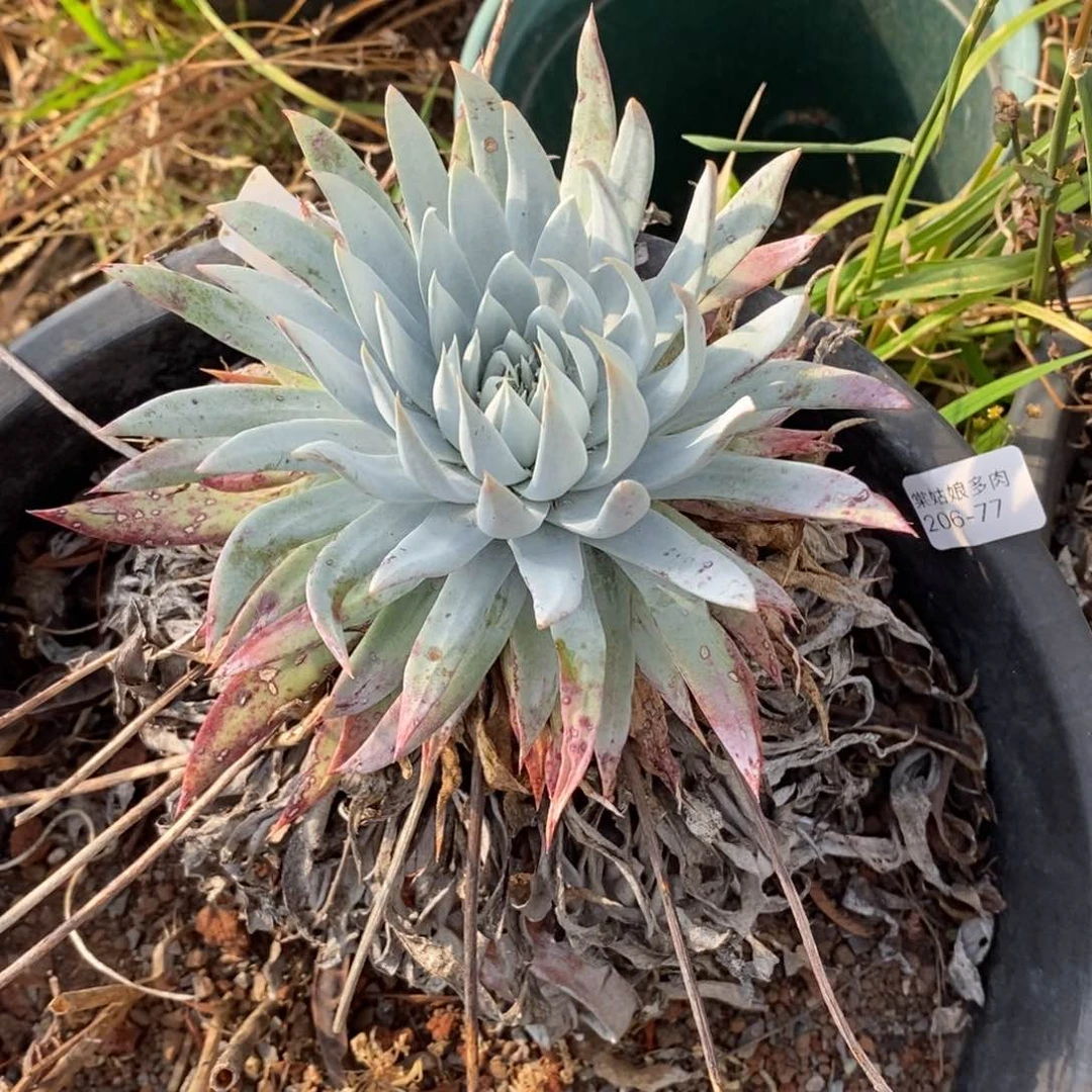 77号雪奴粗腿子呀多肉