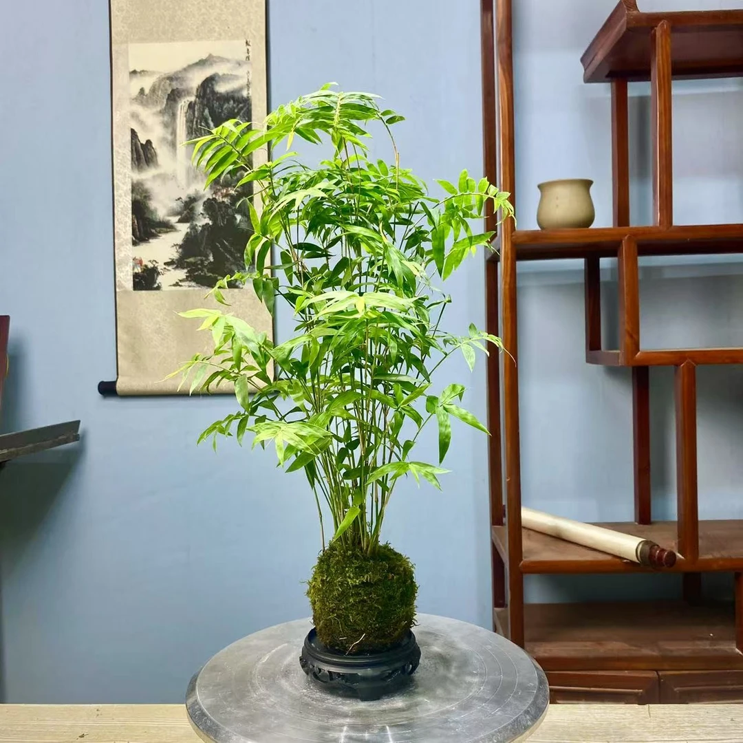 竹中绿宝石翡翠观音竹米竹金明竹观音竹室内绿植苔藓季节竹子绿植