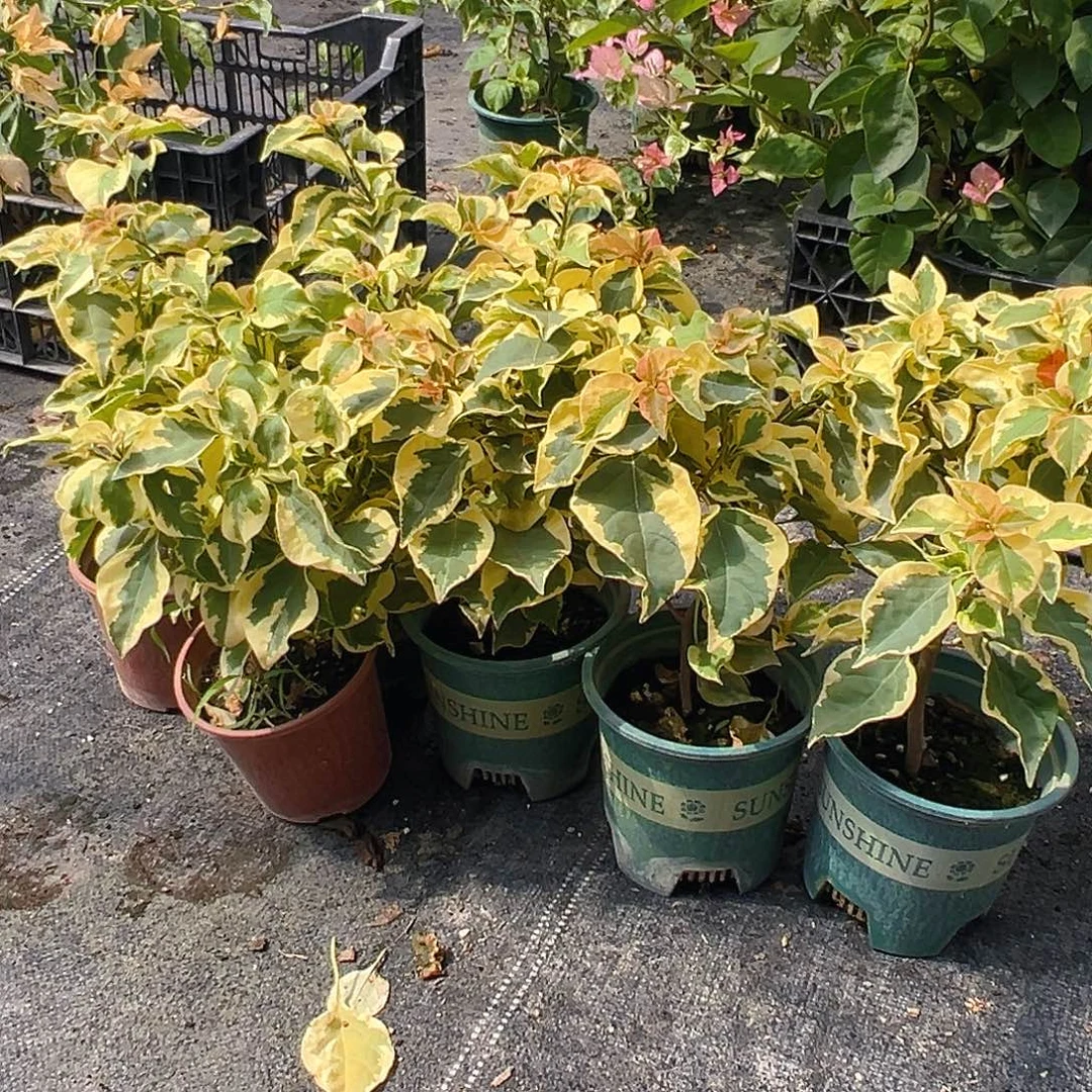 当前无花栽培后可以开花橙冰掌中宝一棵