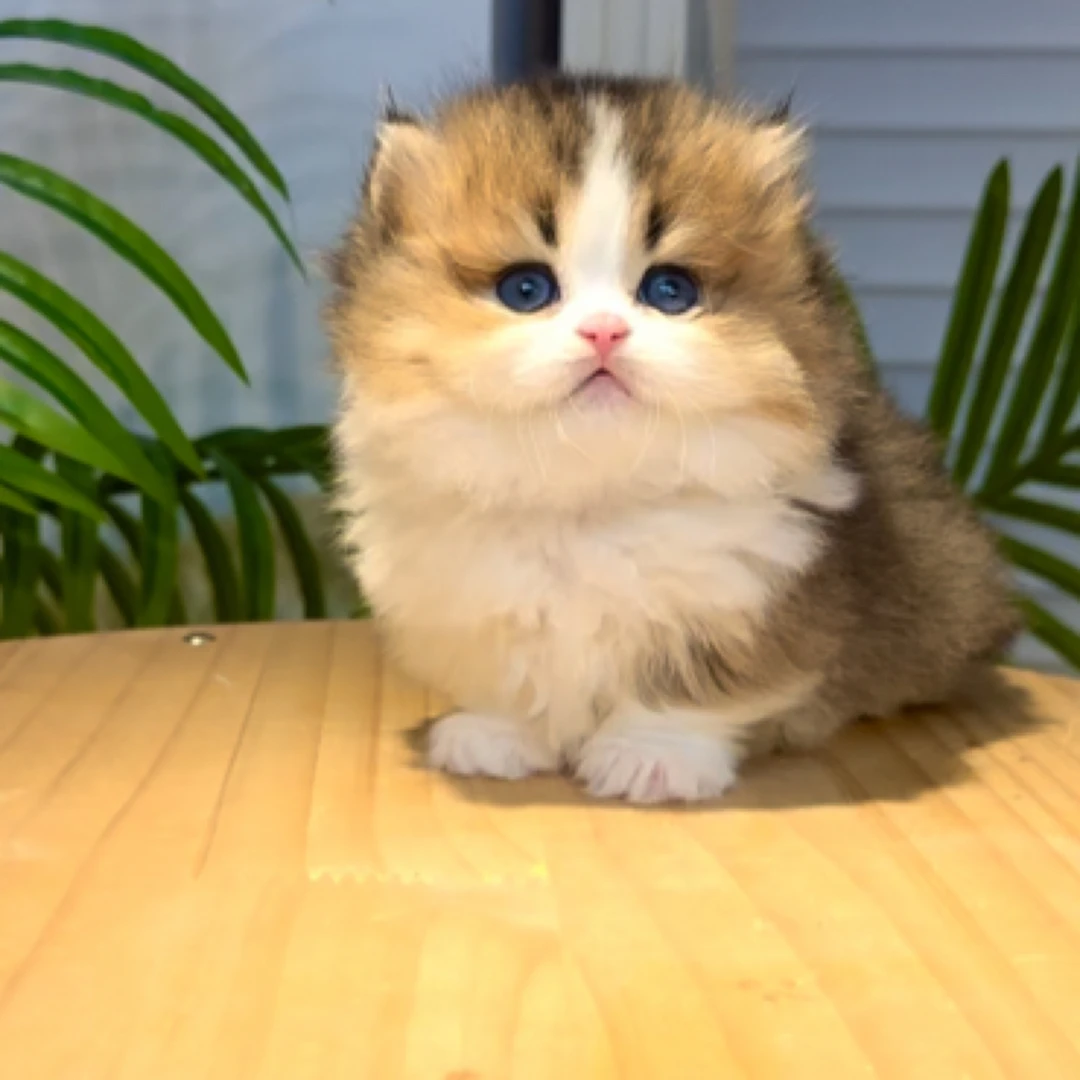 金加白米努特矮脚猫