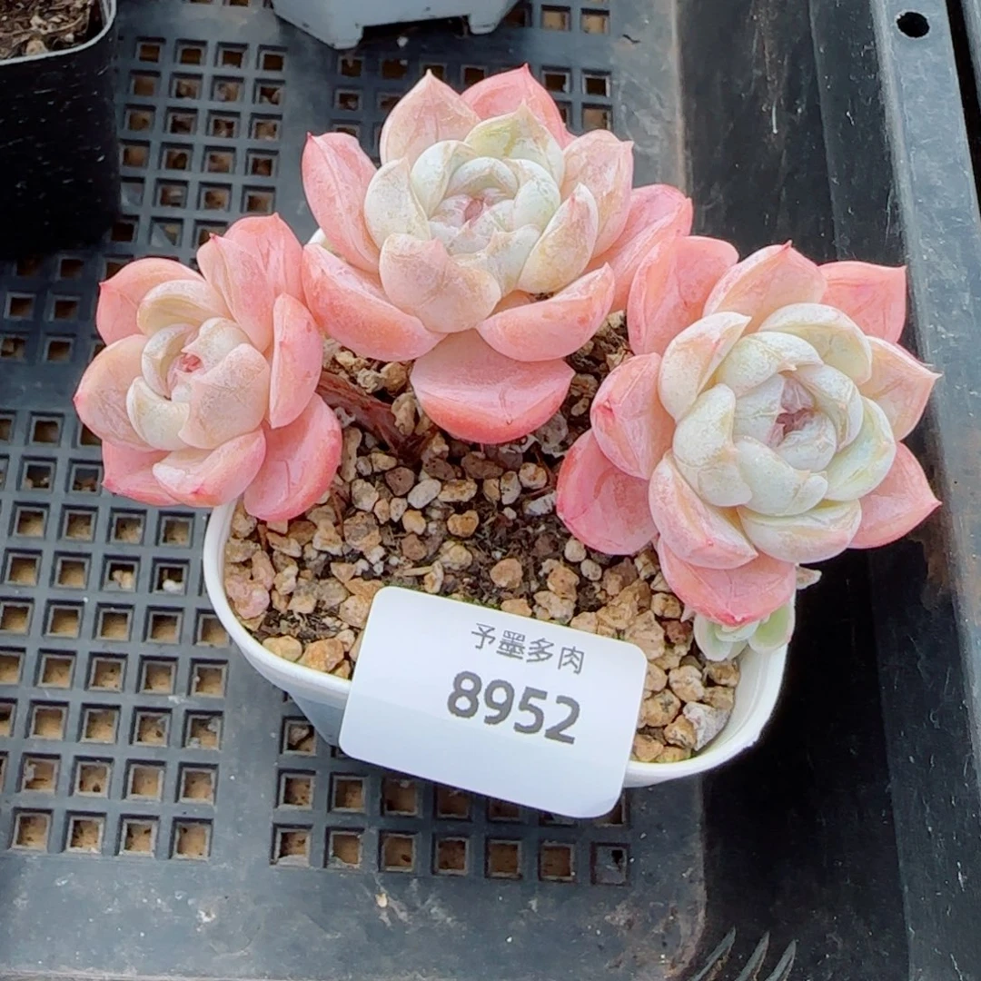 长杆胖虎，8952多肉植物
