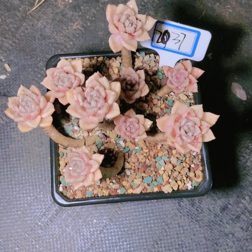 【闪购商品】R****l2037寄养