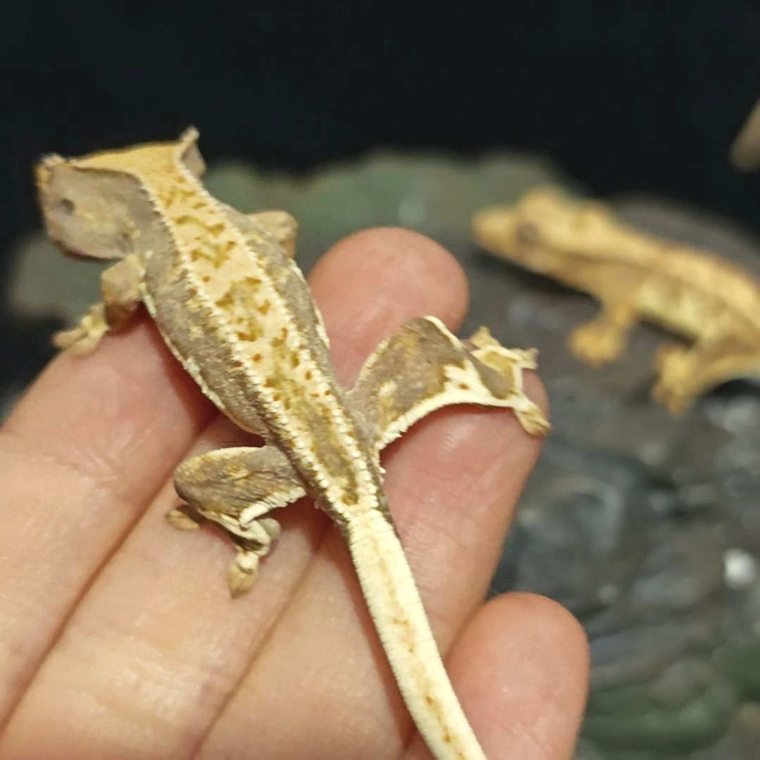 睫角守宫睫角守宫莉莉白补差价