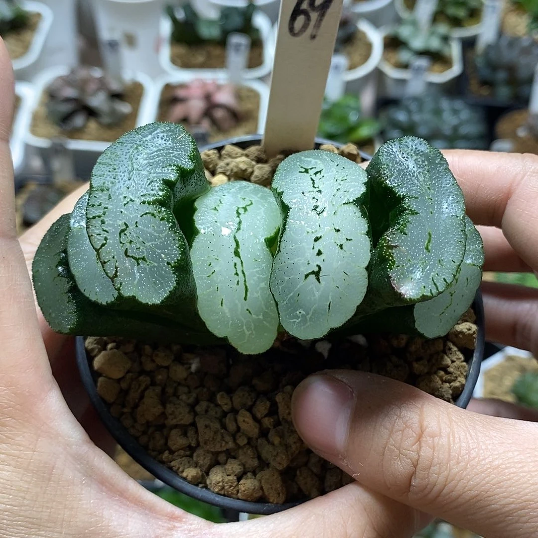69蓝翼玉扇十二多肉