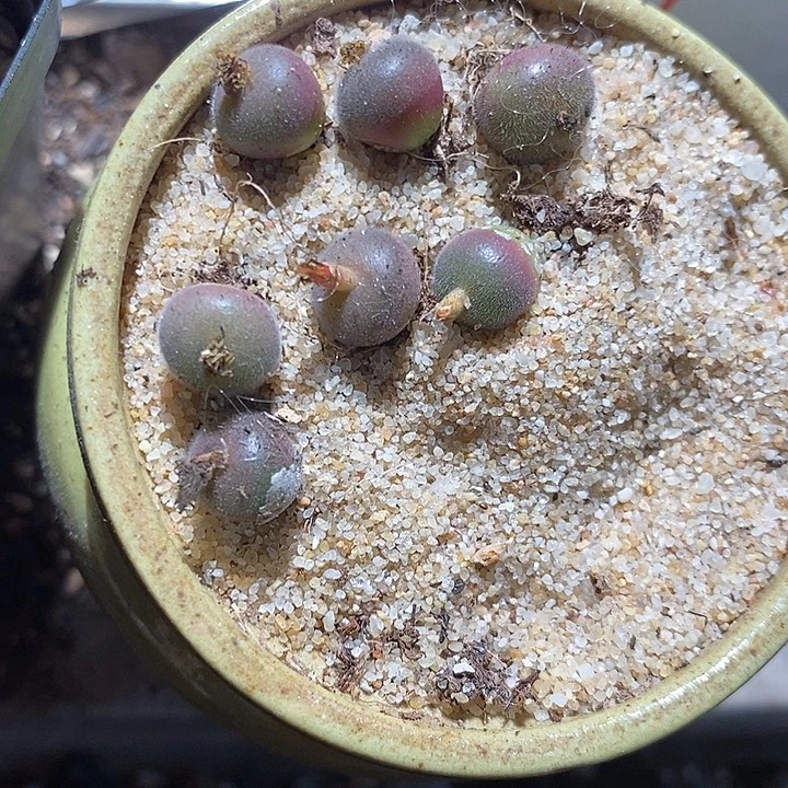 12356。 d毛球一颗。