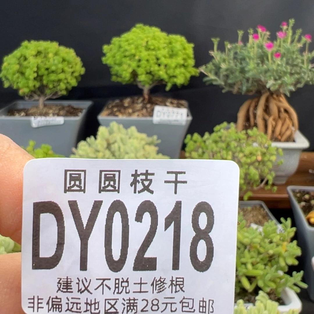 【闪购商品】咩****)dy0218小白菜预付2