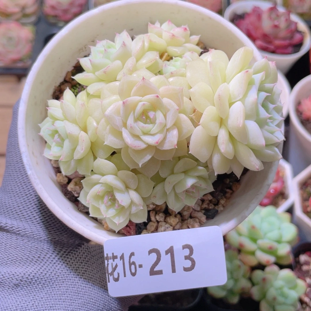 花利美16-213白天鹅