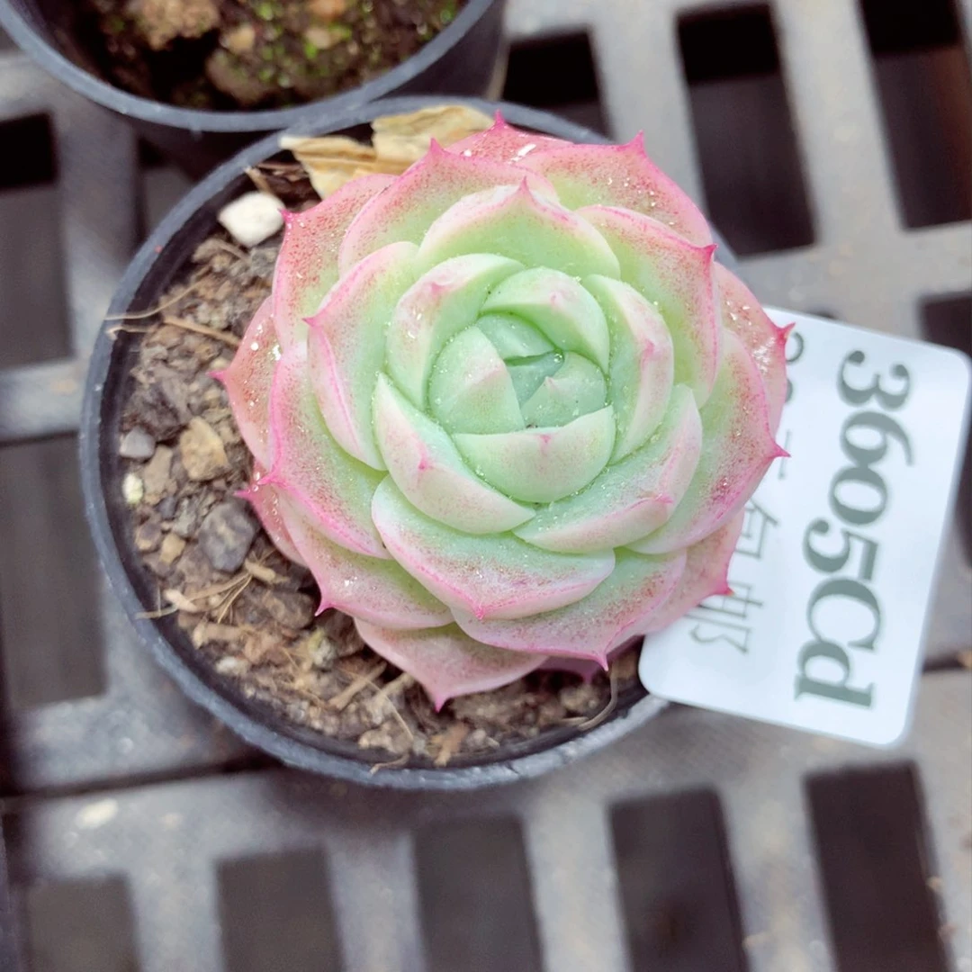 5厘米盆精控多肉3605