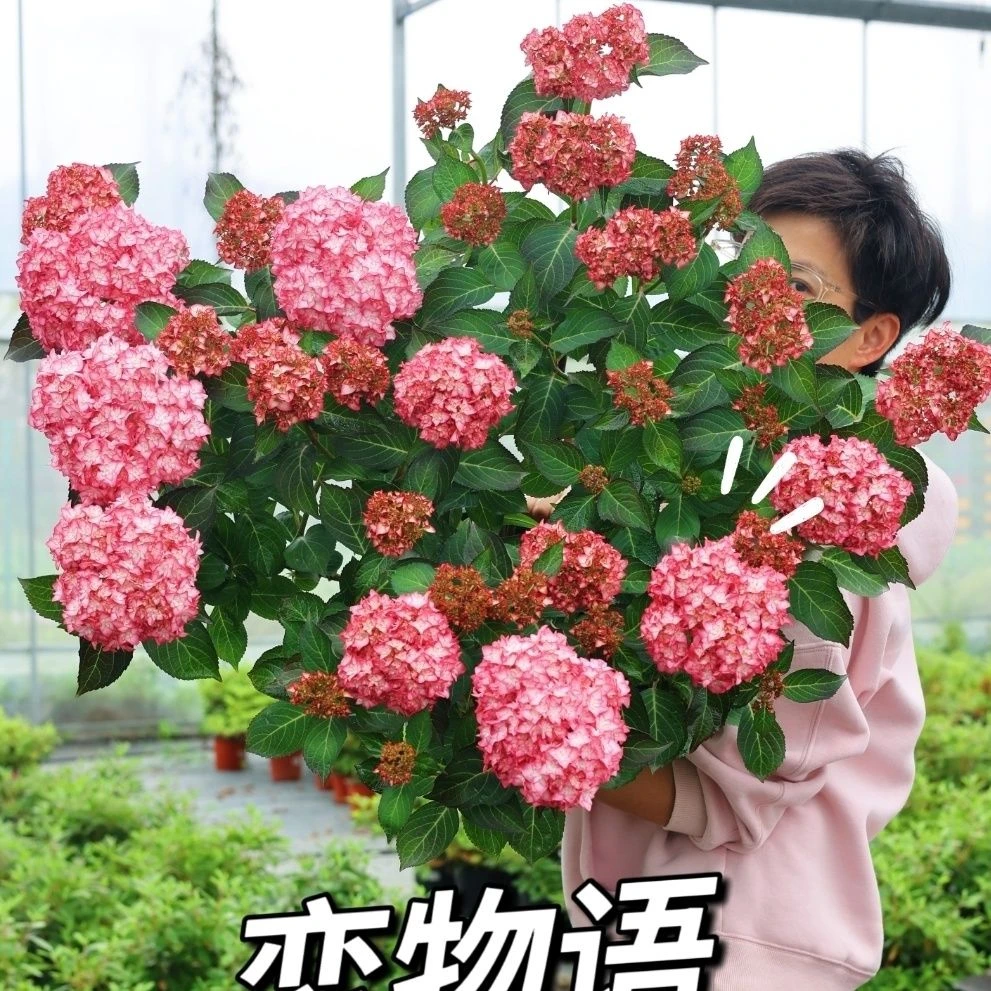 古城花园 新品大花绣球耐热恋物语 花球大重瓣地栽盆栽绣球