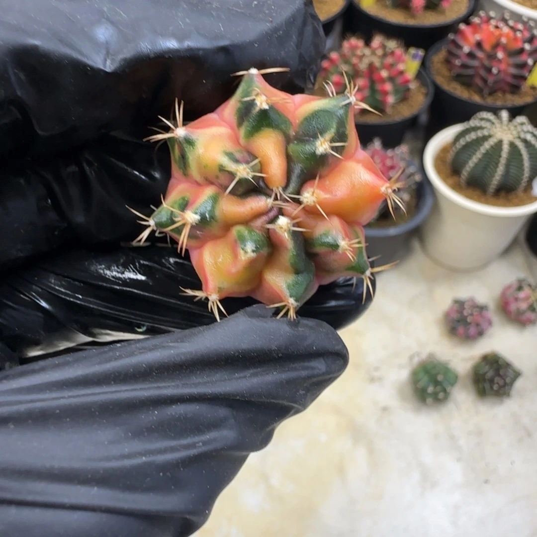 泰系名品侧芽云端之上