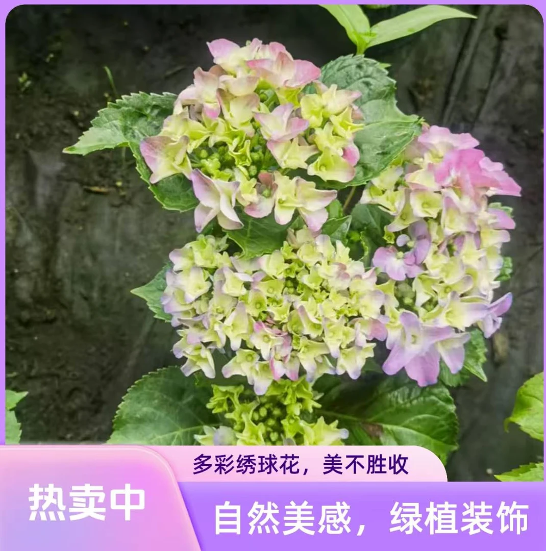 绣球花随机花色【3-5花苞,整高30-40,带花苞发货】