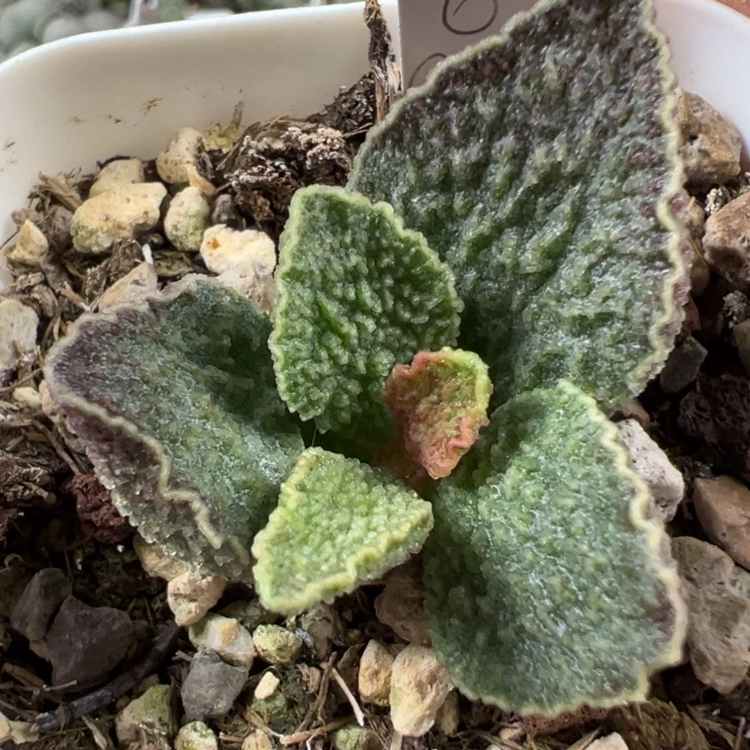 实生新品多肉植物水泡
